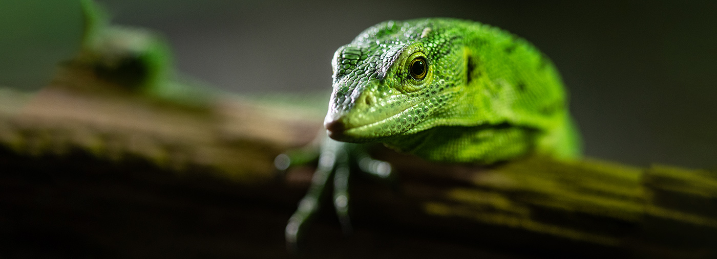 Fotografujeme zvířata v ZOO – workshop